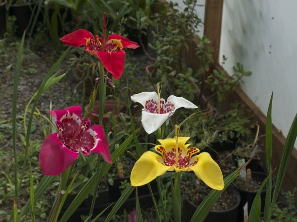 Тигридия Феррария