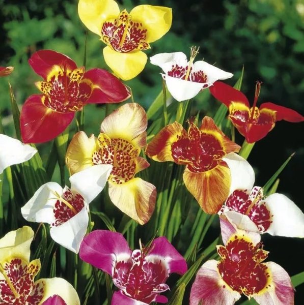 Тигридия Павлинья