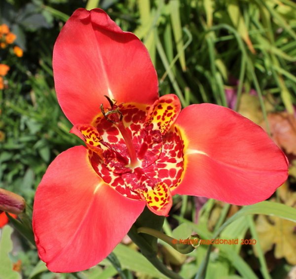 Тигридия цветок