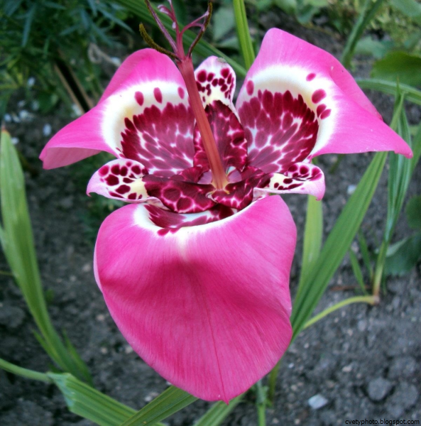 Тигридия Павлинья