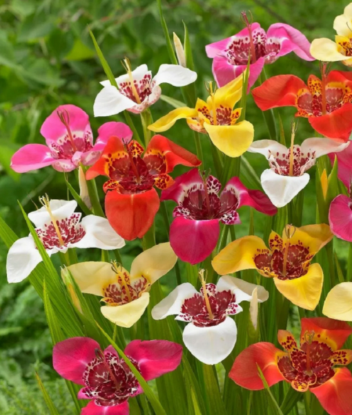 Тигридия Павлинья посадка