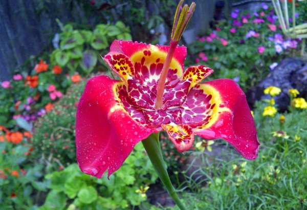 Тигридия Феррария