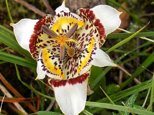 Тигридия Павлинья