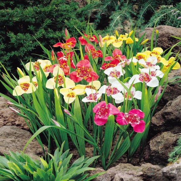 Тигридия специоза