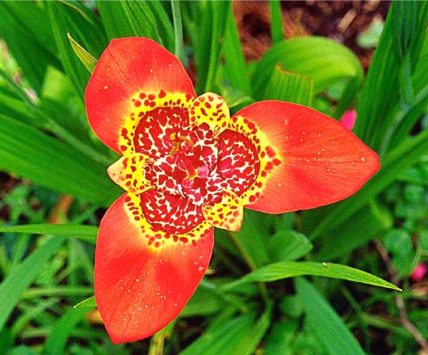 Тигридия Альба