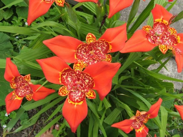 Тигридия Павлинья