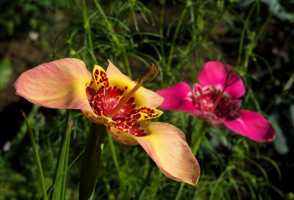 Тигридия луковицы