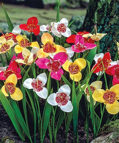 Тигридия Феррария