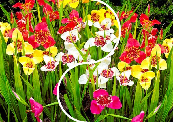 Тигридия Павлинья Йеллоу