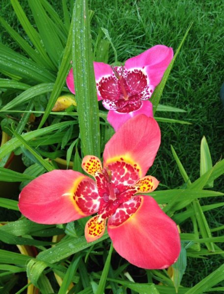 Тигридия Павлинья