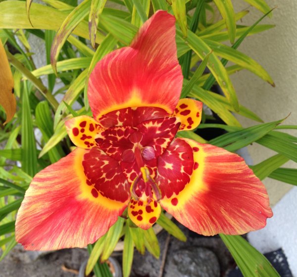 Тигридия Феррария