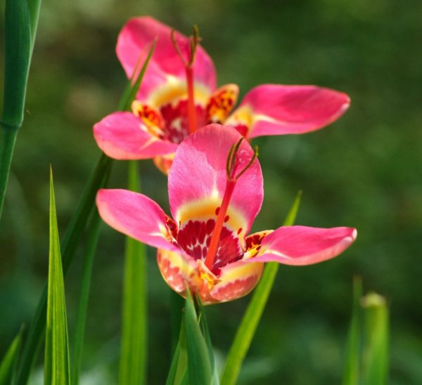 Тигридия Альба грандифлора