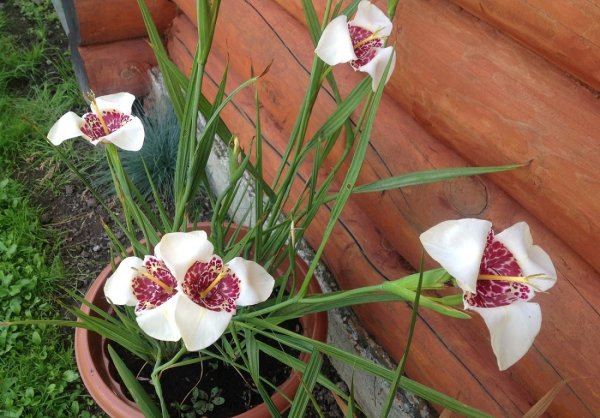 Тигридия павония