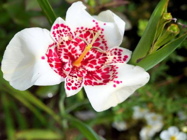 Тигридия Павлинья микс