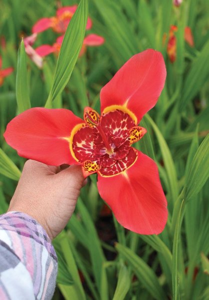 Тигридия луковицы