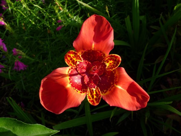 Садовая Орхидея Тигридия