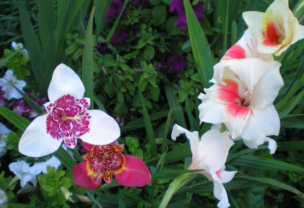 Тигридия Павлинья дарк-Пинк