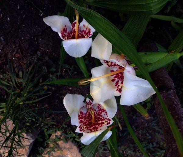 Тигридия Павлинья