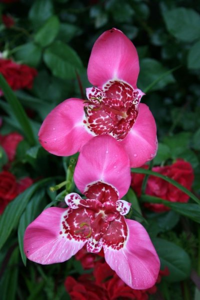 Тигридия Йеллоу