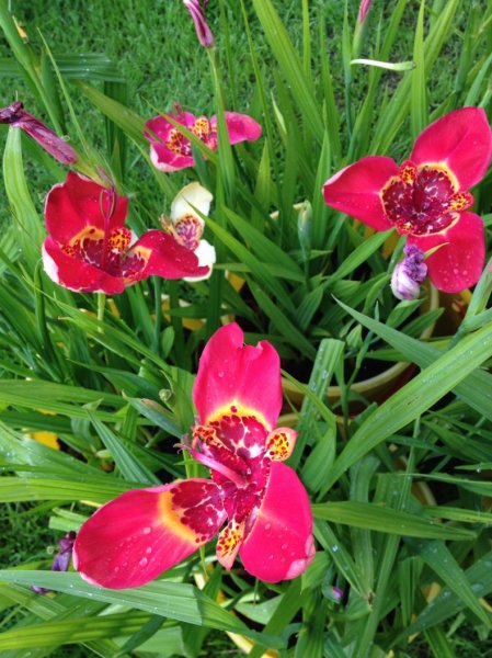 Тигридия Альба грандифлора