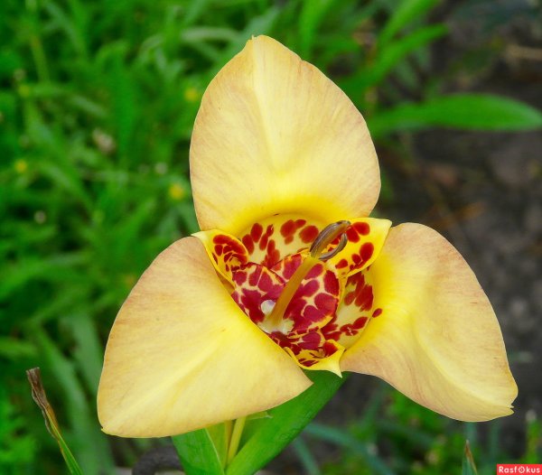 Тигридия Павлинья. Ауера