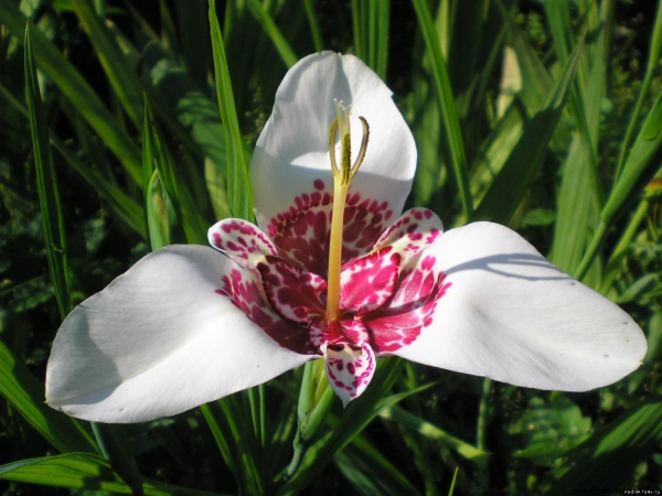 Тигридия цветение