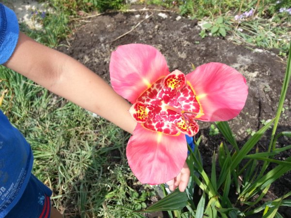 Тигридия Феррария