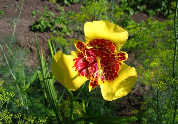 Тигридия микс