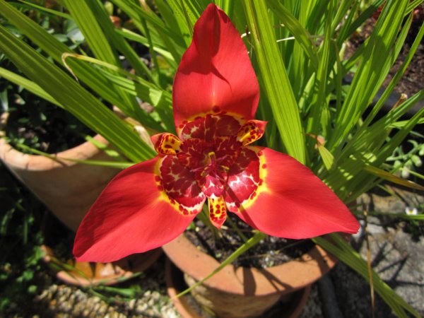 Тигридия специоза