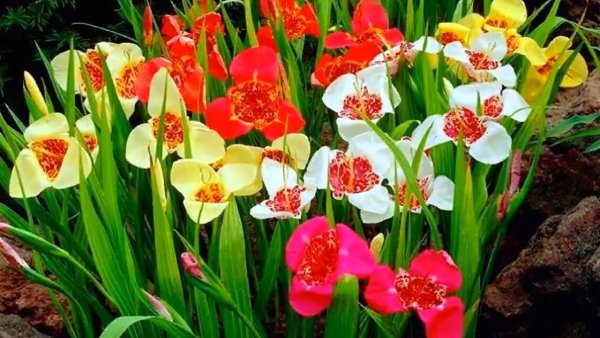 Тигридия Феррария Павлинья