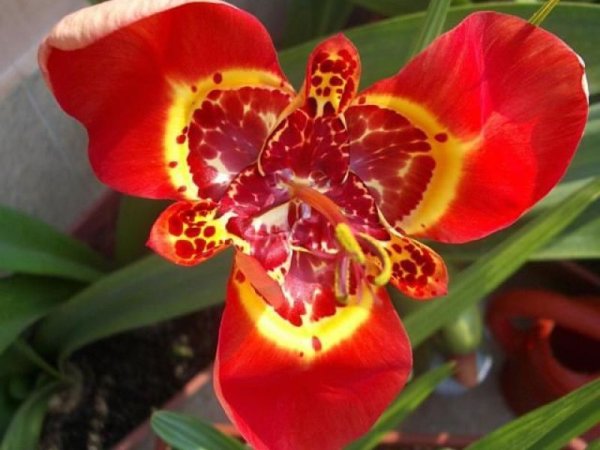 Тигридия Ауреа