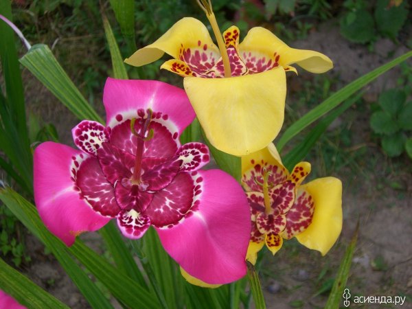 Тигридия цветение