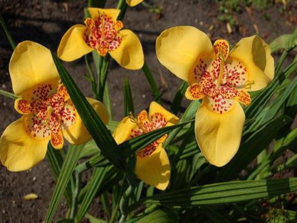 Тигридии рассада