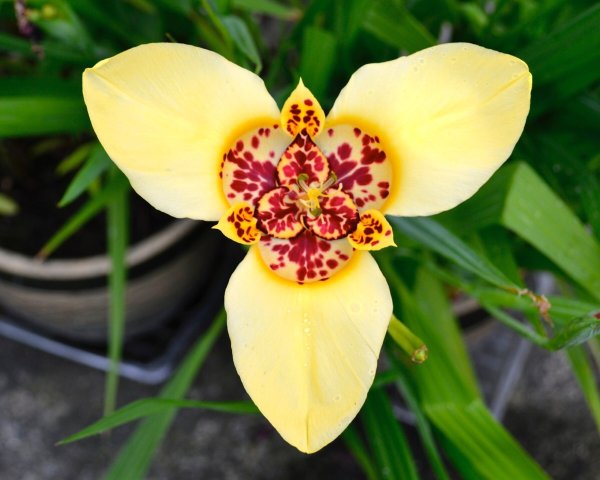 Корневище НВМ Тигридия