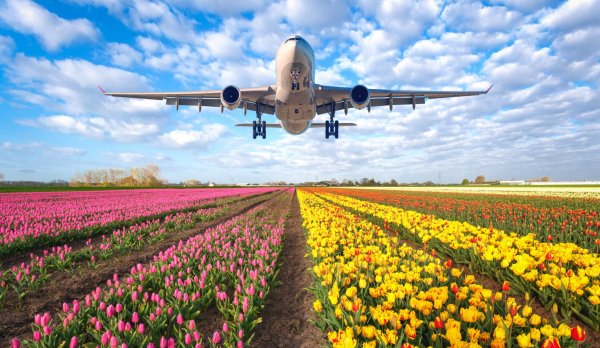 Самолет с цветами