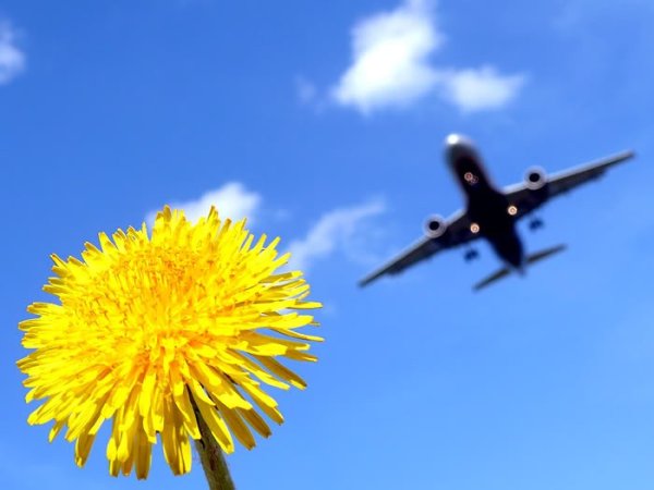 Самолет в цветах