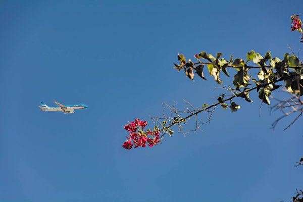 Самолетик и цветы