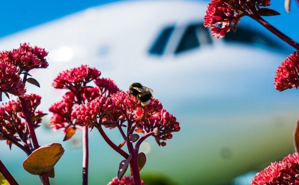 Самолет в цветах