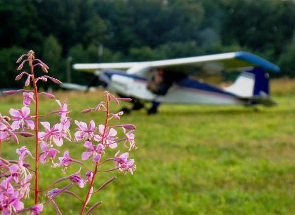 Самолет над цветами