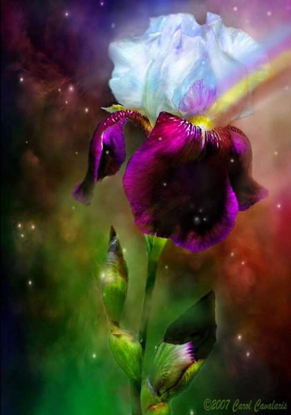 Красивые Неоновые цветы