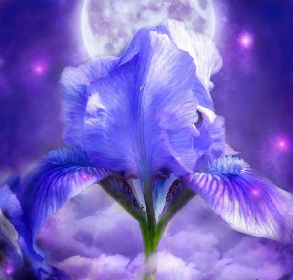 Кэрол кавальдис картины