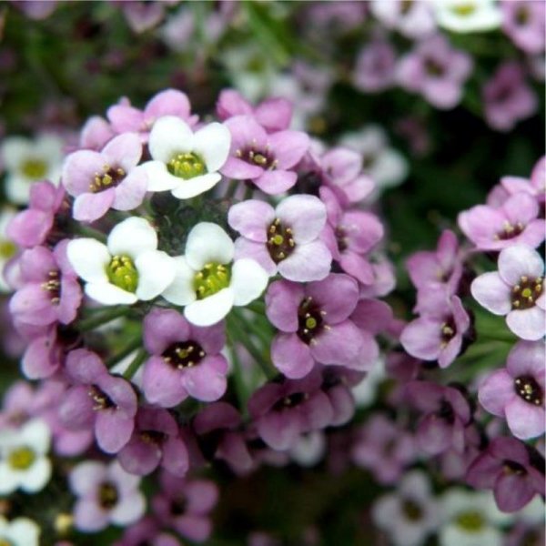 Алиссум лобулярия