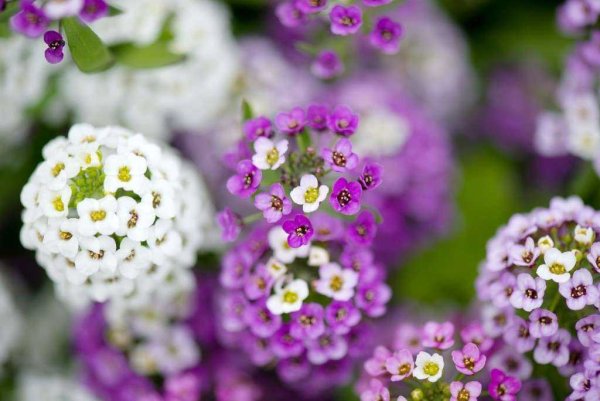 Цветы алиссум лобулярия