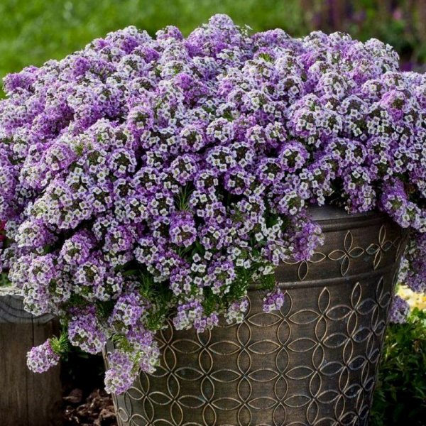 Алиссум ампельный