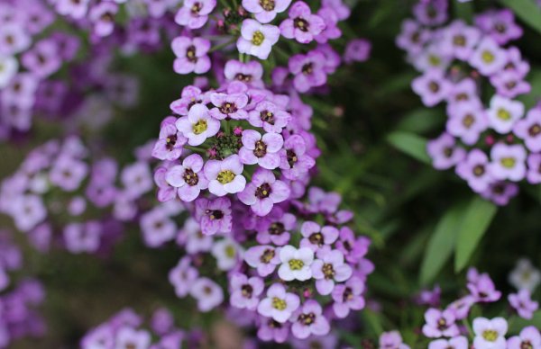 Алиссум морской