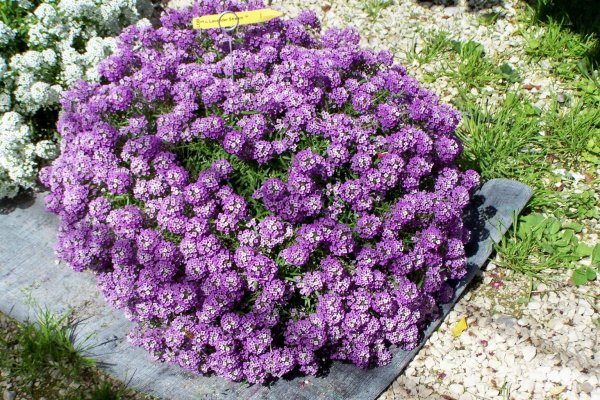 Лобулярия Приморская алиссум
