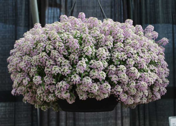 Алиссум цветы