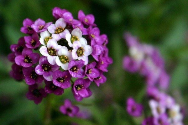 Лобулярия Приморская алиссум