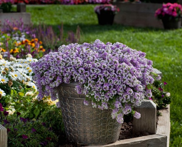 Алиссум лобулярия