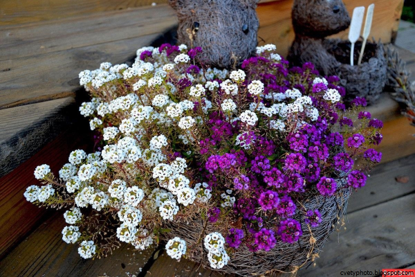 Цветы лобулярия морская